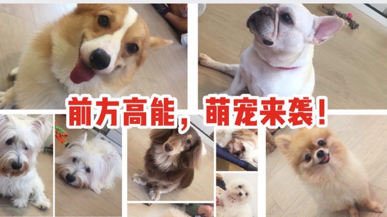 喂，妖妖零吗，新加坡这里有群人聚众撸狗呀！ - 新加坡省钱皇后-皇后情报局