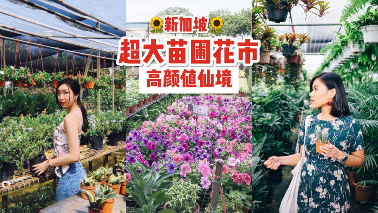 World Farm新加坡超大苗圃花市 绿植 盆栽 花卉都在这 约会遛弯新去处 新加坡省钱皇后 皇后情报局